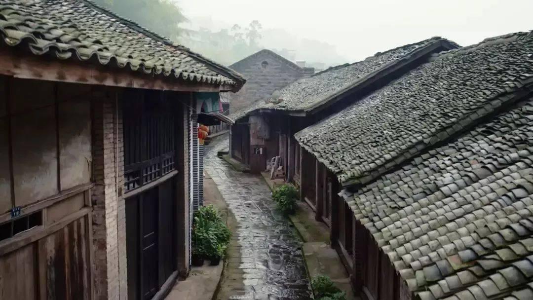 每天600万人抢龙茅，出门就赚上千元